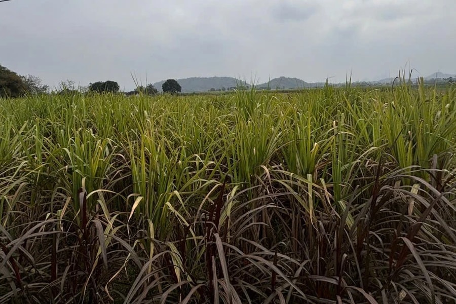 UBND huyện Tân Kỳ (Nghệ An) chỉ đạo đẩy nhanh tiến độ vụ nhà máy chậm thu mua mía cho người dân