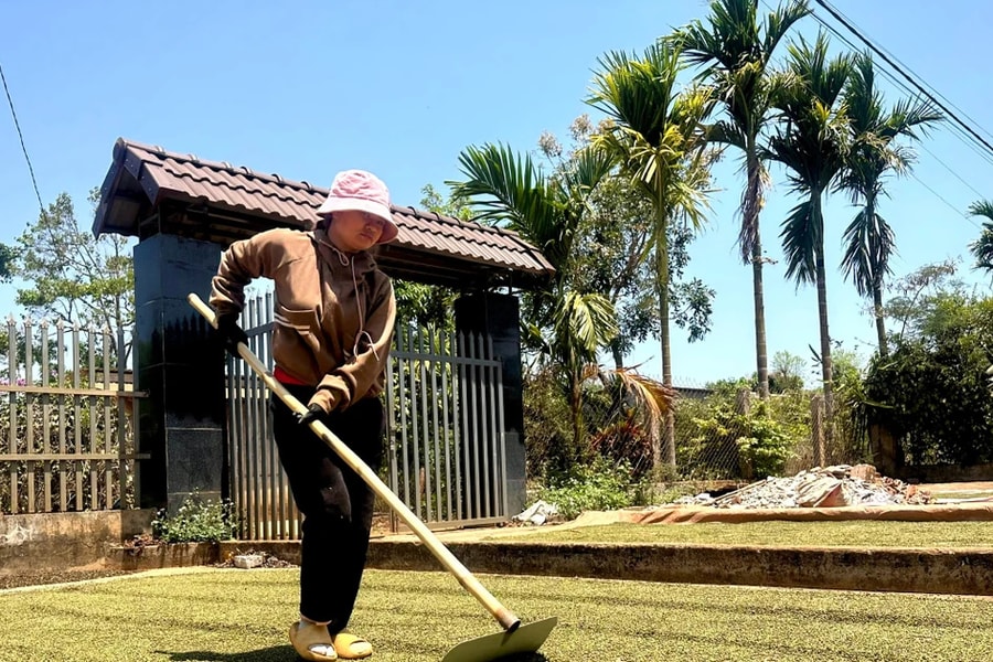 Nông dân Đắk Lắk vào vụ thu hoạch hồ tiêu