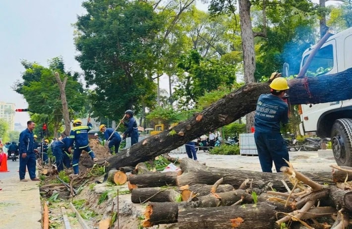 Chủ tịch UBND TP. Hồ Chí Minh chỉ đạo xử lý vụ thi công vỉa hè khiến nhiều cây xanh bị đốn hạ