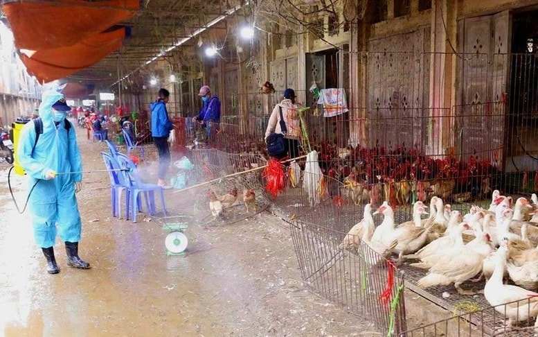 Thủ tướng chỉ đạo triển khai đồng bộ các giải pháp phòng, chống dịch bệnh gia súc, gia cầm