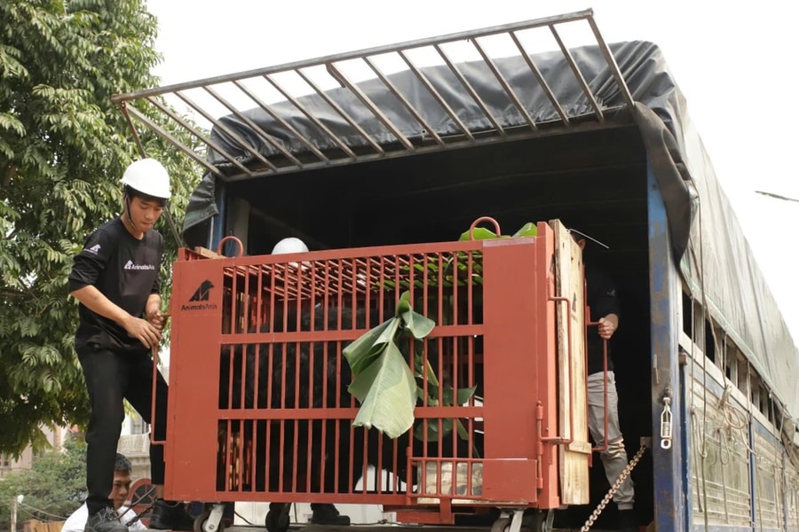 Cứu hộ thành công 3 cá thể gấu ngựa về Vườn quốc gia Bạch Mã