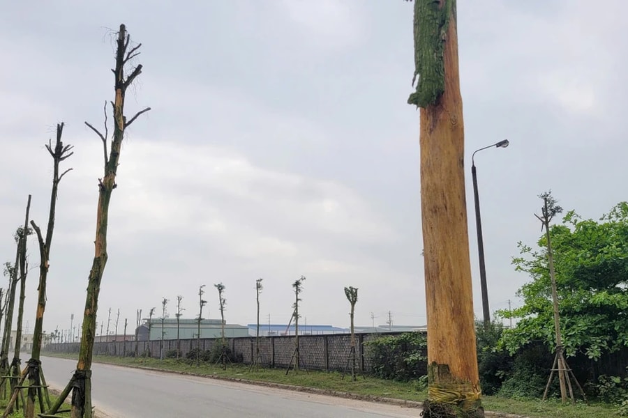 Hà Tĩnh: Hàng loạt cây xanh bị chết tại dự án trồng cây ở thị xã Kỳ Anh