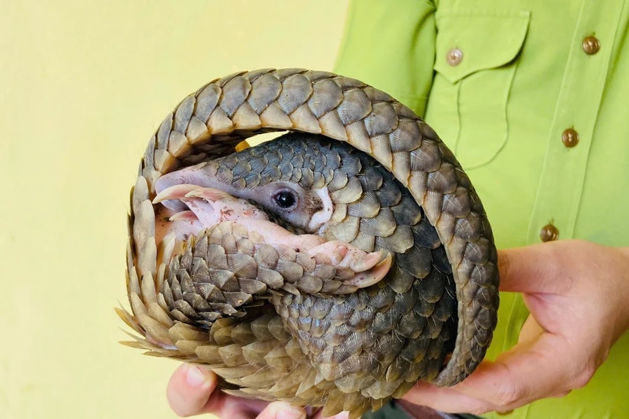 Người dân Quảng Bình giải cứu cá thể tê tê quý hiếm