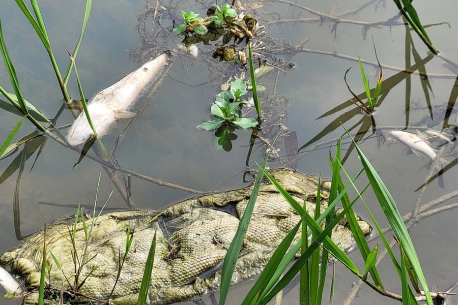 Cá chết hàng loạt tại Hương Khê, Hà Tĩnh