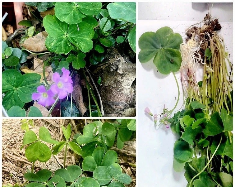 Nhổ cây me đất sắc nước uống, người phụ nữ suy thận nguy hiểm 