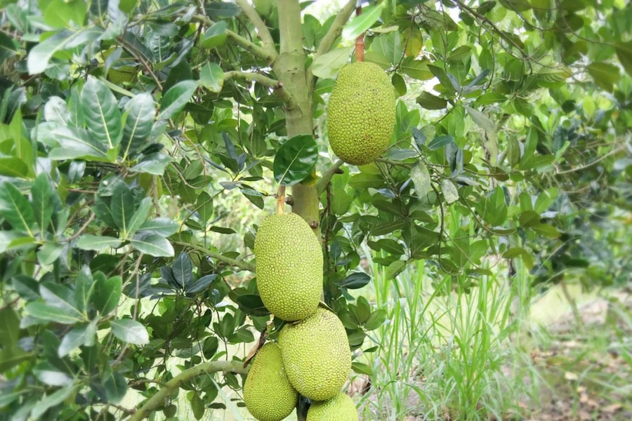 Vụ mít hiệu quả nhờ NPK Cà Mau Gold 20-10-10 công nghệ Poly Phosphate