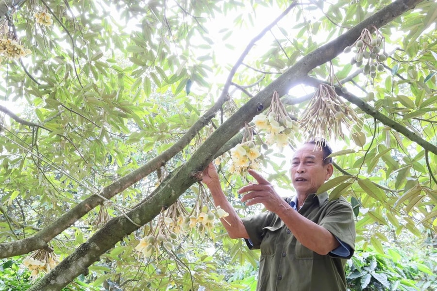 Thời tiết bất lợi, sầu riêng Đắk Lắk gặp khó