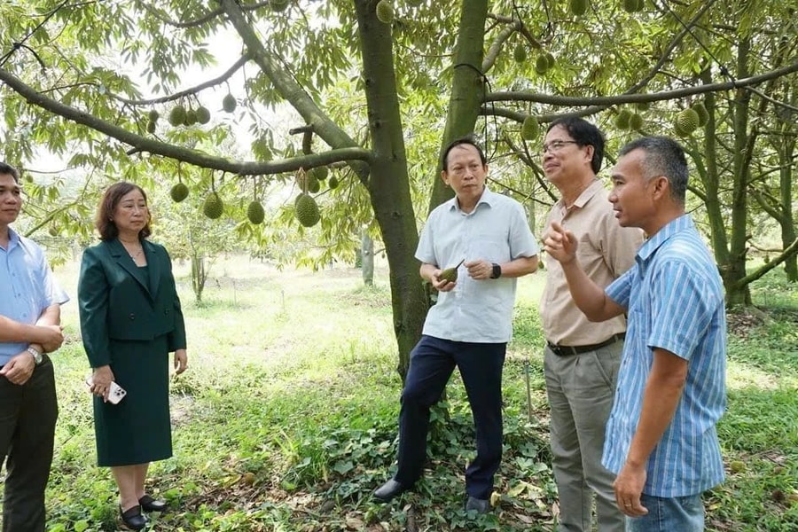 Bình Điền cùng nông dân tìm giải pháp dinh dưỡng tối ưu cho cây sầu riêng