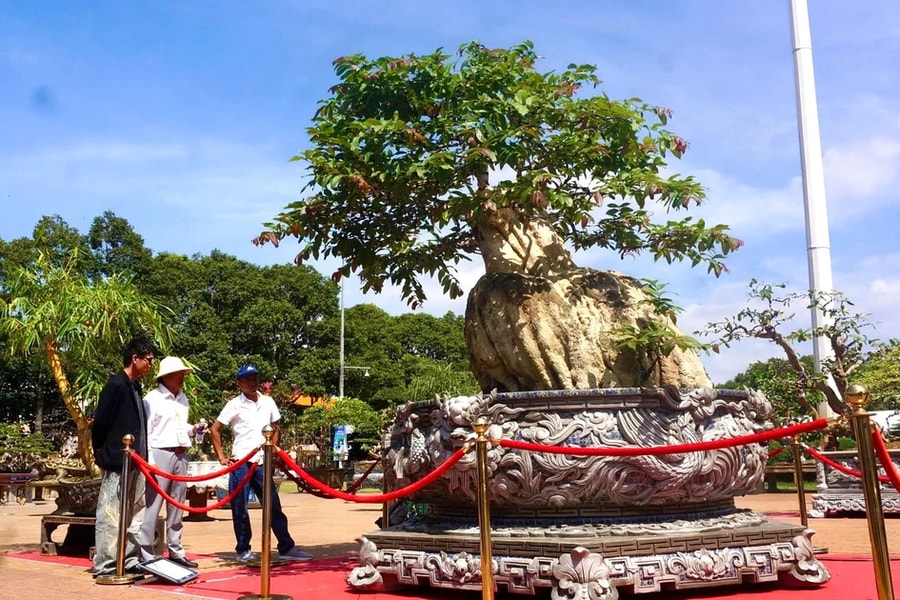 Sinh vật cảnh hội tụ giữa lòng TP. Buôn Ma Thuột