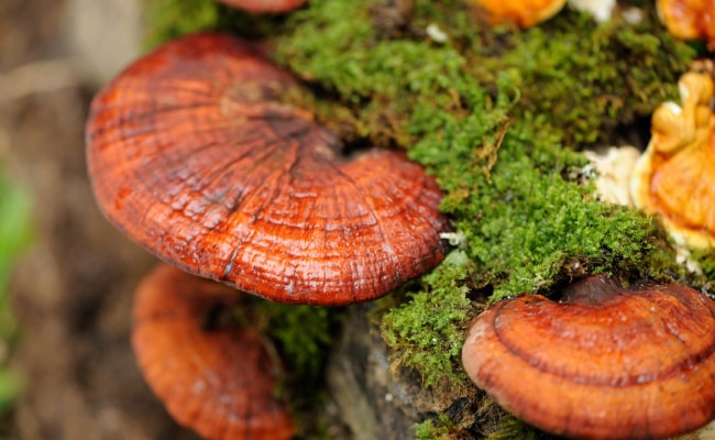 Chưa có đủ bằng chứng để khuyến cáo sử dụng nấm linh chi hỗ trợ điều trị ung thư