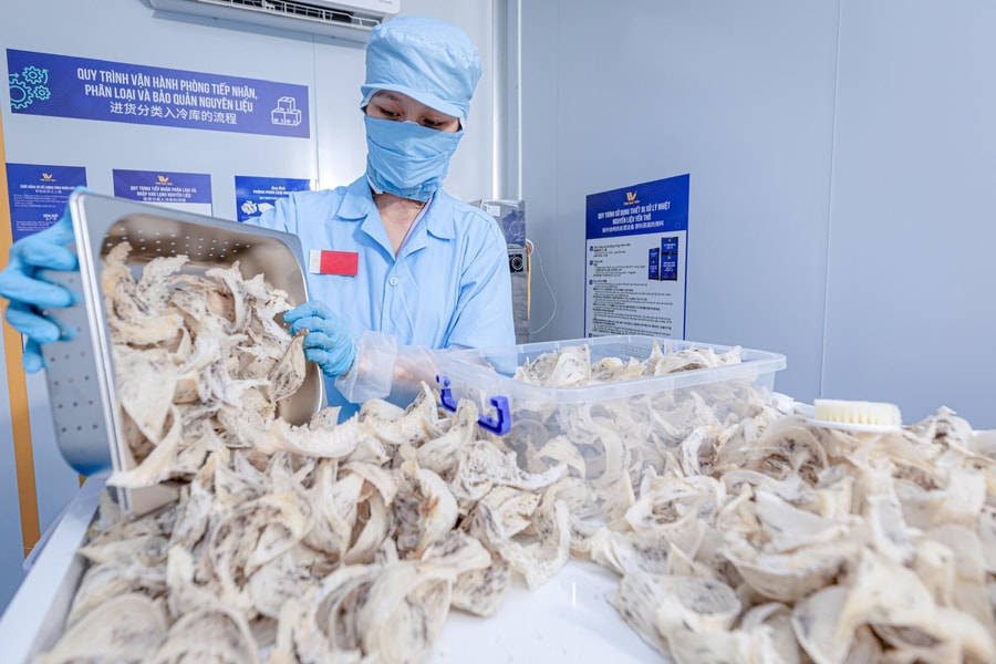 Tổ yến Việt trước cơ hội mở rộng thị trường Trung Quốc