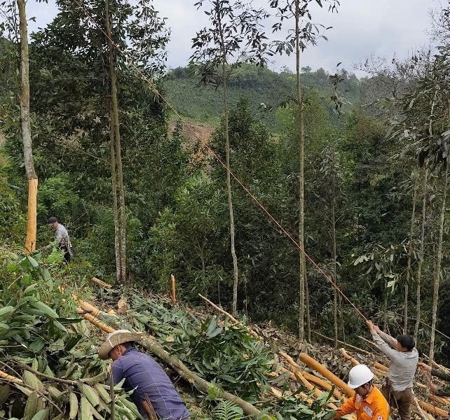 Bảo vệ hành lang an toàn lưới điện trong mùa cao điểm thu hoạch quế