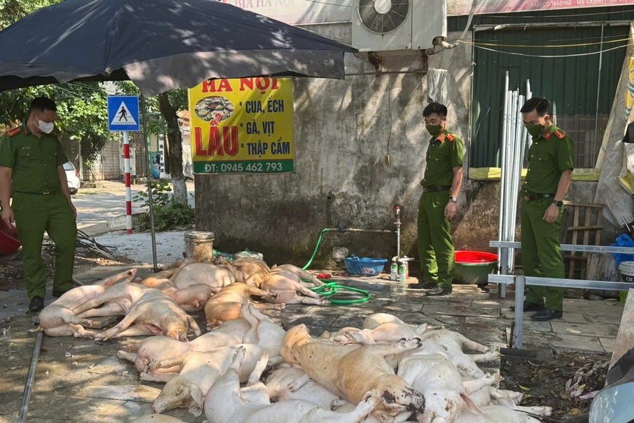 Phát hiện gần 1 tấn thịt lợn không bảo đảm vệ sinh chuẩn bị đưa đi tiêu thụ