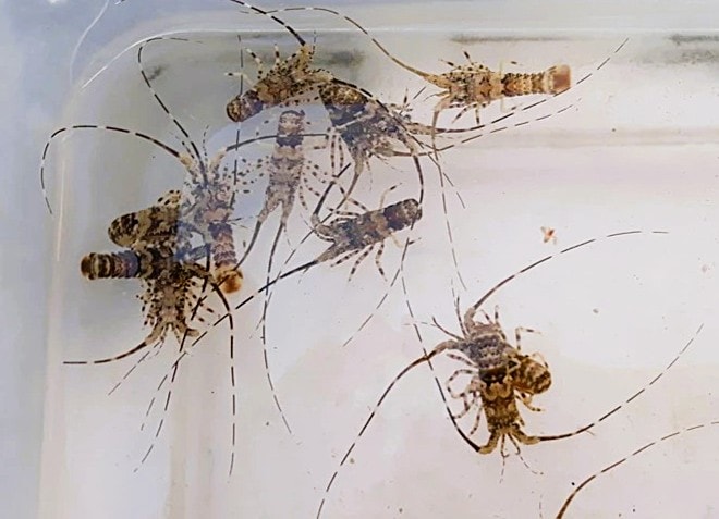 Cảnh báo dịch bệnh từ tôm hùm giống không kiểm dịch