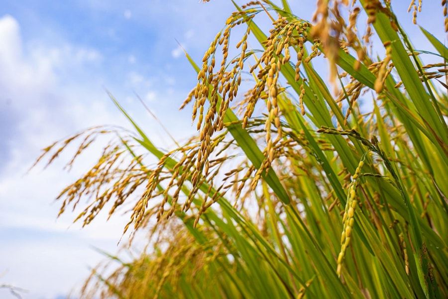 Mùa lúa nước “vàng” của người Vân Kiều Pa Kô ở Quảng Trị