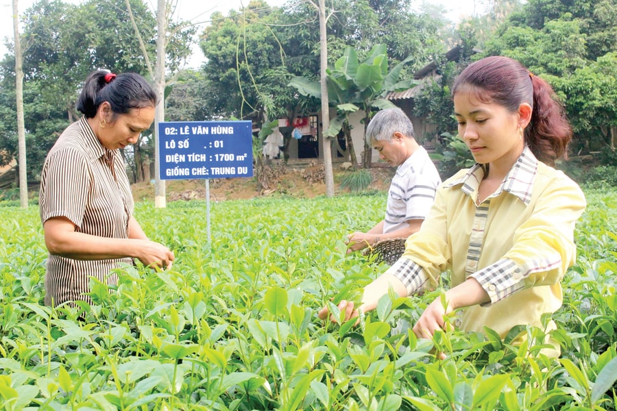 Bền vững nông thôn mới