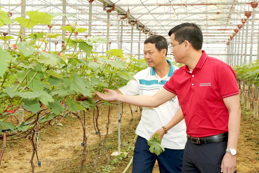 Agribank với phát triển kinh tế tư nhân Bài cuối: Trái ngọt từ vốn "tam nông"