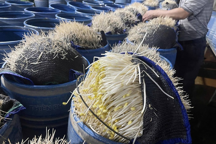 Công an tỉnh Lào Cai phát hiện, triệt phá 2 cơ sở dùng hóa chất độc hại làm giá đỗ