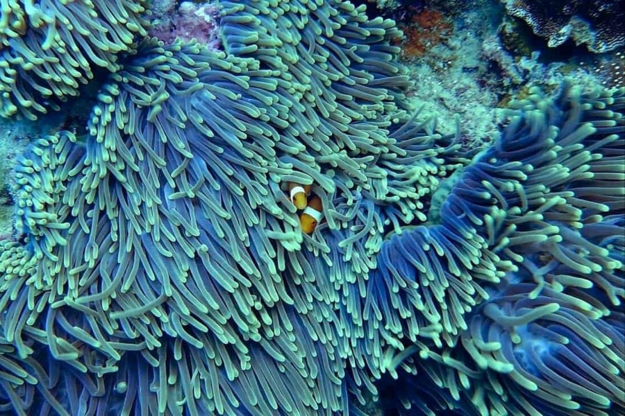 Costa Rica đề xuất dự luật mới nhằm bảo vệ rạn san hô và cỏ biển