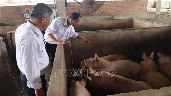 Điều tra đến cùng vụ Công ty Chăn nuôi C.P. Việt Nam bị "tố" bán lợn bệnh