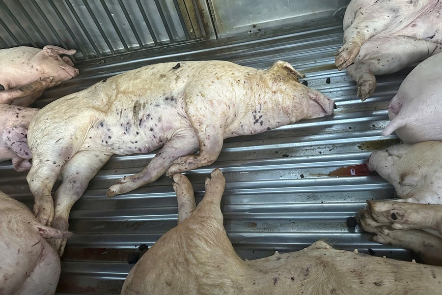 Quảng Trị: Cơ quan công an điều tra vụ vận chuyển lợn chết không rõ nguồn gốc