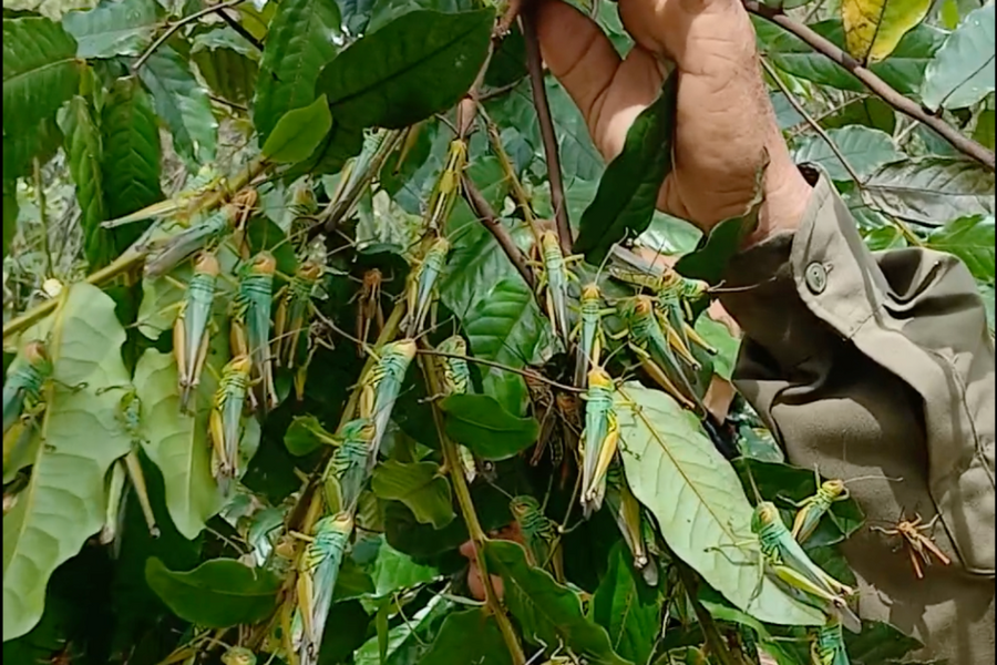 Đàn châu chấu xuất hiện bất thường tại Bố Trạch, Quảng Bình