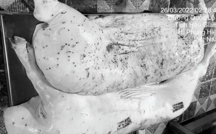 Đã có kết quả kiểm tra, xác minh việc đóng dấu kiểm dịch sai đối với lợn bệnh của Công ty cổ phần C.P Việt Nam