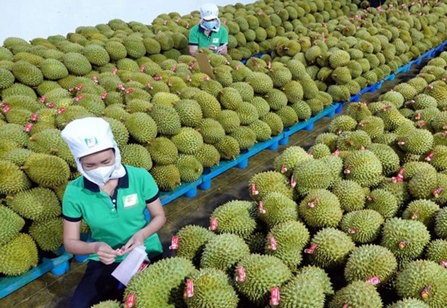 Xuất khẩu rau quả kỳ vọng phục hồi trong mùa cao điểm