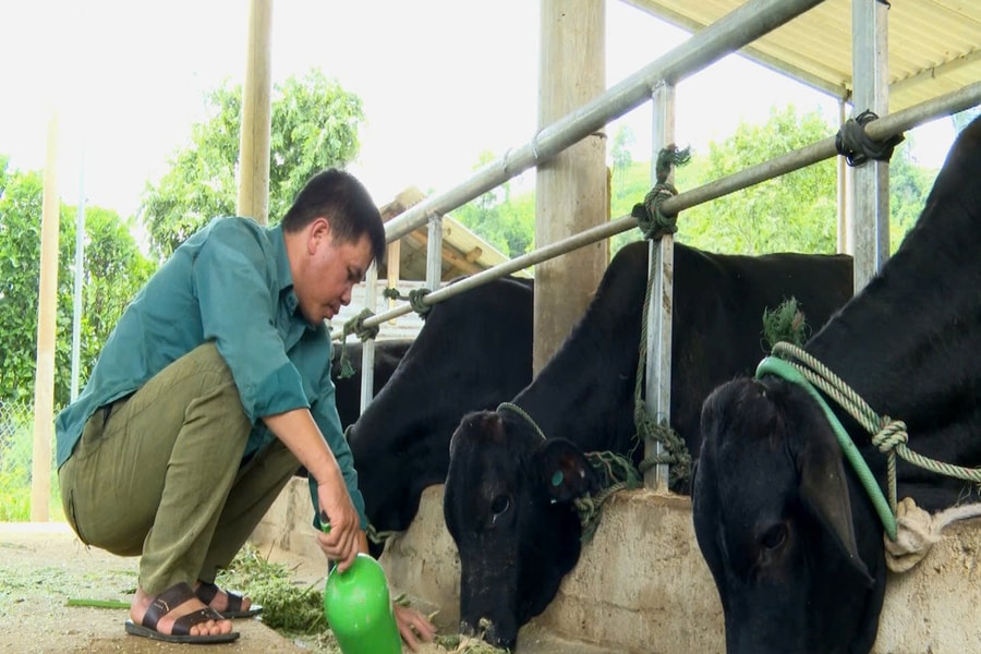 Người Vân Kiều"bước qua lời nguyền " nuôi bò 3B nhốt chuồng