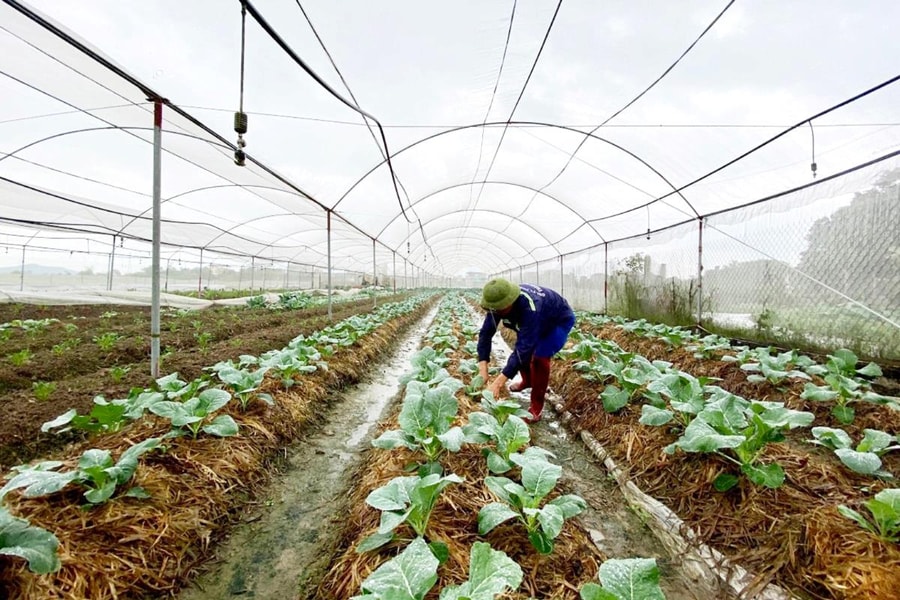 Quy hoạch không gian nông thôn mới văn minh, hiện đại