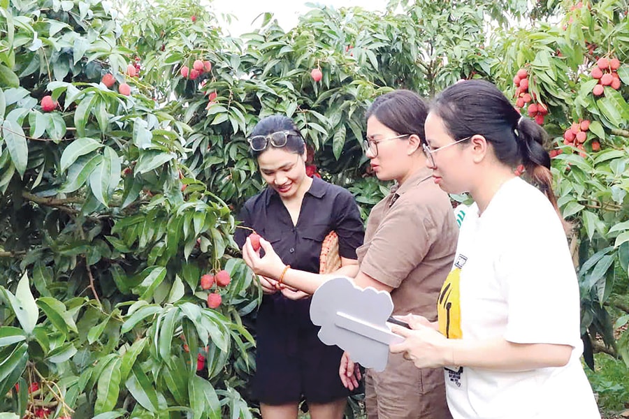 Bắc Giang kết nối tiêu thụ, khai thác tiềm năng du lịch mùa vải