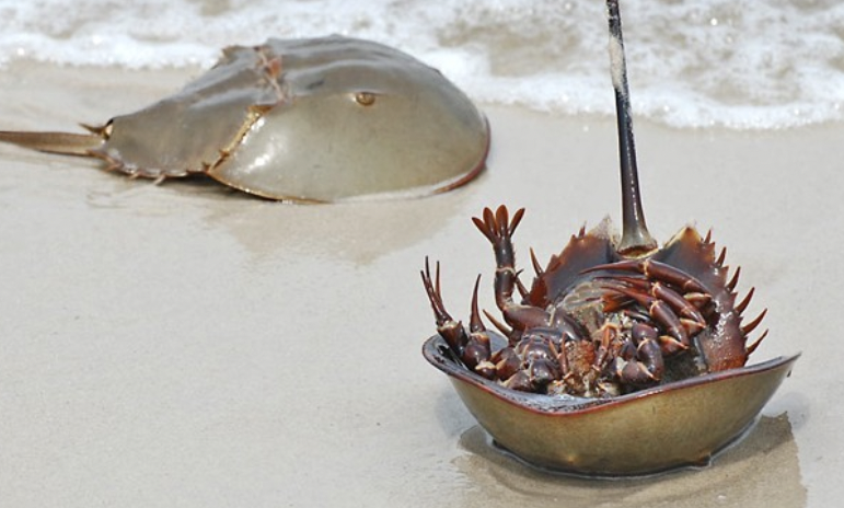 Ăn nhầm so biển cực độc, người đàn ông suy hô hấp nặng