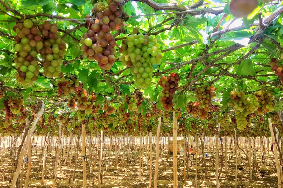 Nông nghiệp đặc sản - đòn bẩy kinh tế Ninh Thuận