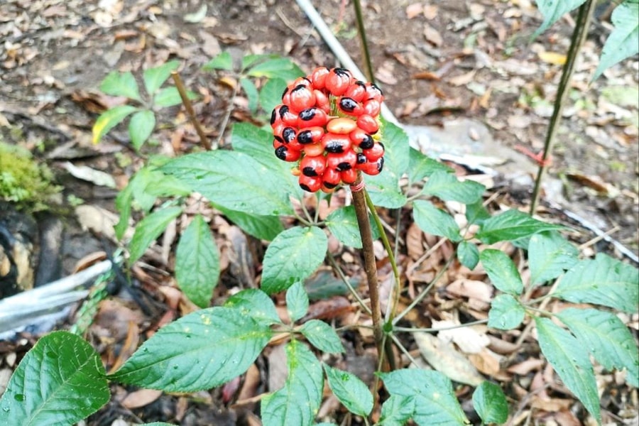 Kon Tum: Chỉ rõ sai phạm trong việc “cấp bừa” mã số vùng trồng sâm Ngọc Linh