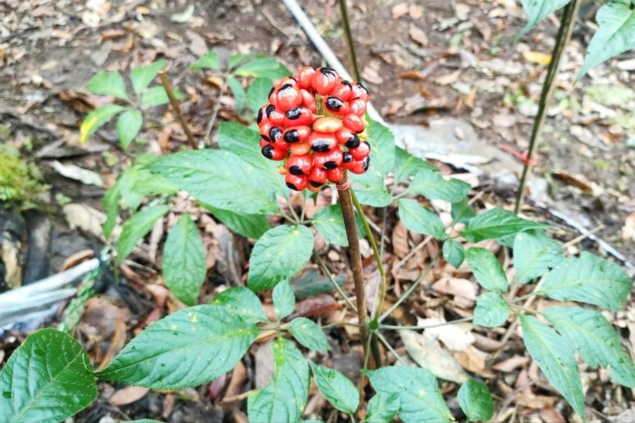 Kon Tum: Làm rõ trách nhiệm việc cấp mã số vùng trồng sâm Ngọc Linh chưa đúng quy định