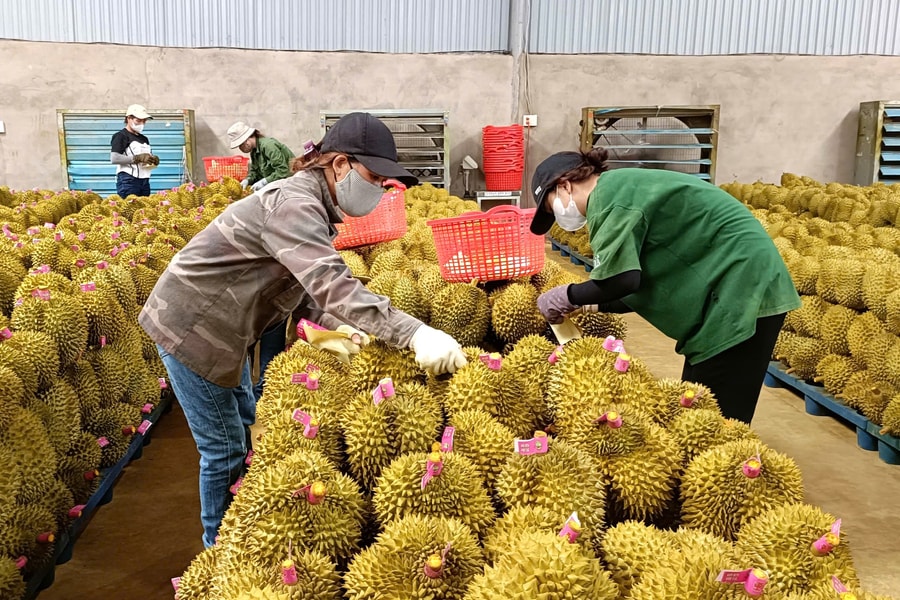 Đắk Lắk: Tái thiết ngành hàng sầu riêng, hướng đến xuất khẩu bền vững