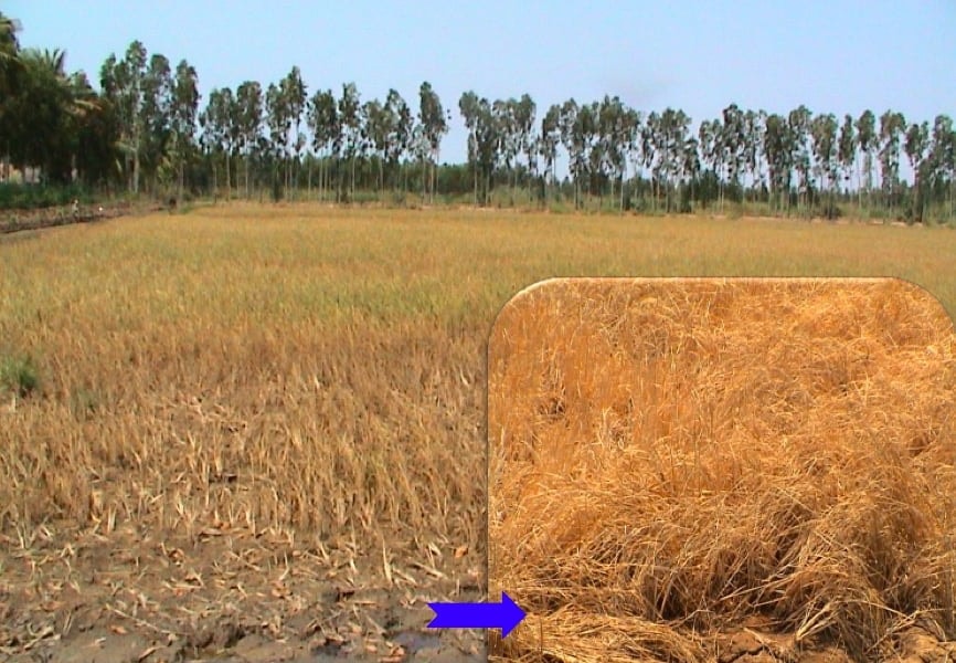 Cải thiện sức khỏe của đất trong điều kiện nắng nóng, hạn mặn và phèn đầu vụ hè thu