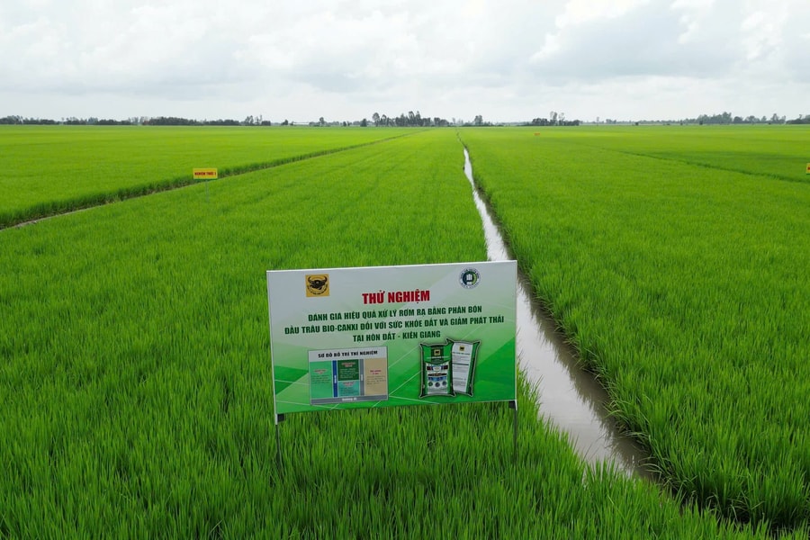 Hiệu quả sử dụng phân bón Đầu Trâu Bio - Canxi trong xử lý rơm rạ