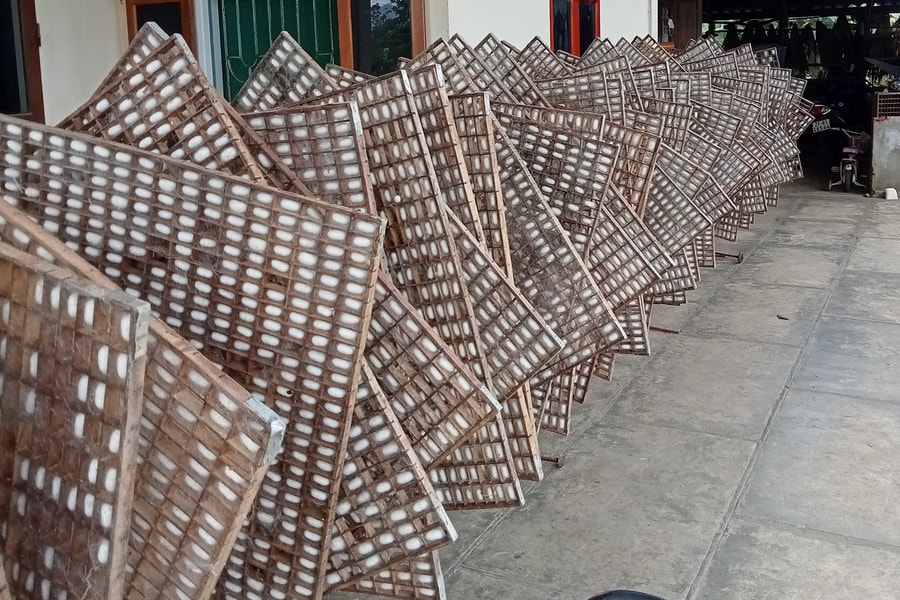 Gieo ước mơ trên những mùa dâu xanh lá