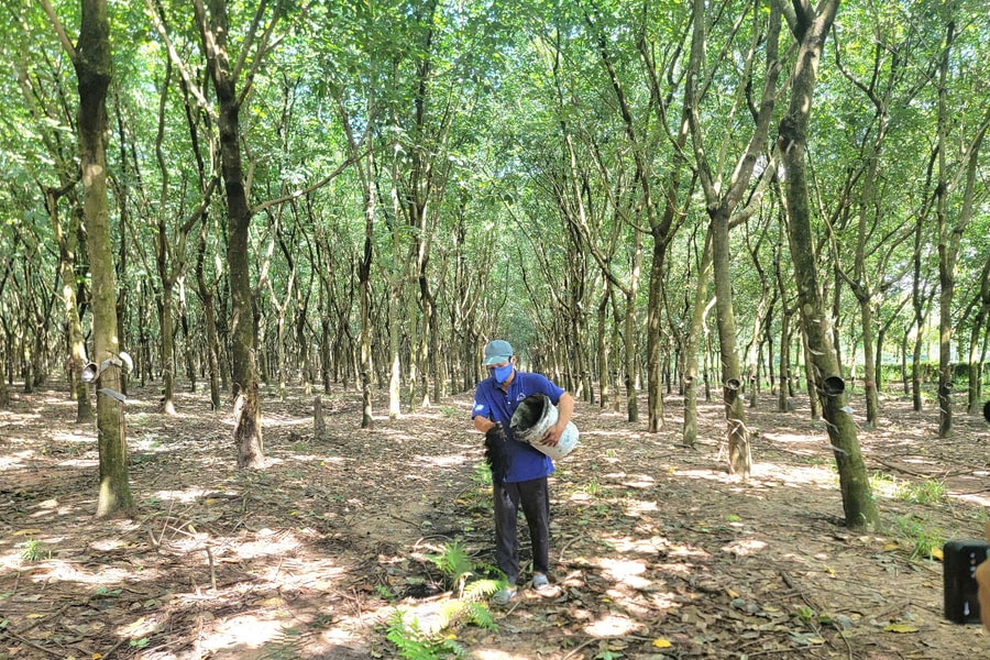 "Mục sở thị" mô hình tăng trưởng xanh, phát triển bền vững tại các doanh nghiệp cao su