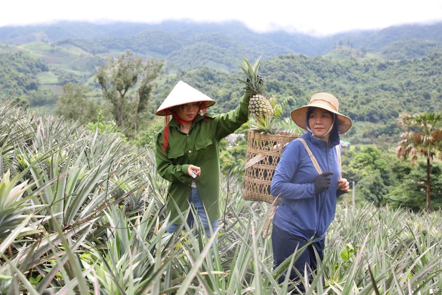Tại Điện Biên, nhiều mô hình sản xuất dứa VietGAP gắn với chuỗi giá trị, mang lại hiệu quả cao.  Ảnh: 