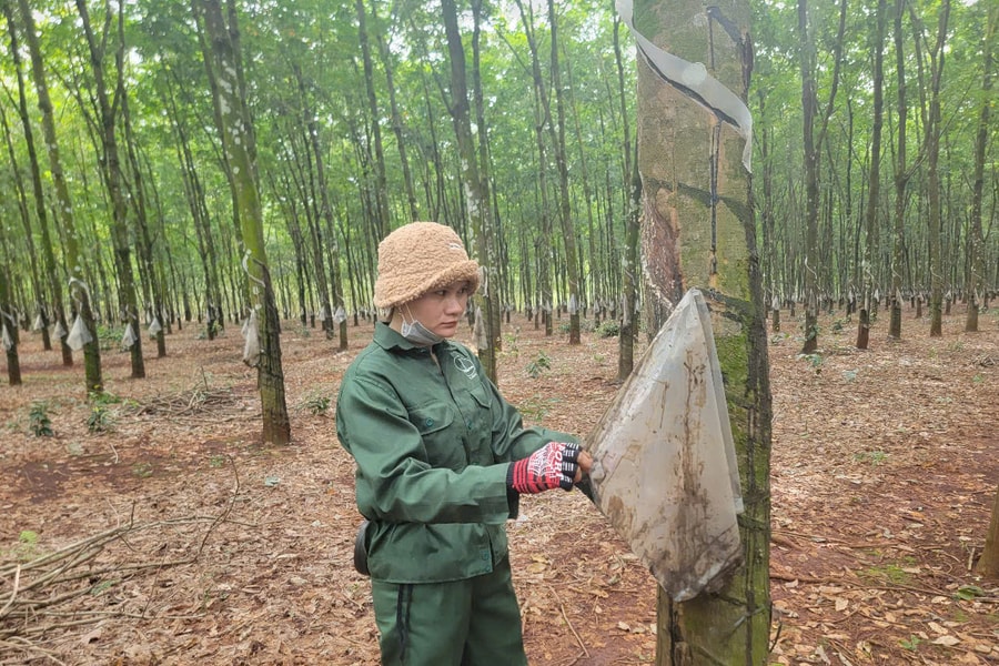Doanh nghiệp cao su Việt Nam thực hiện nhiều biện pháp đáp ứng chương trình không gây mất rừng, suy thoái rừng
