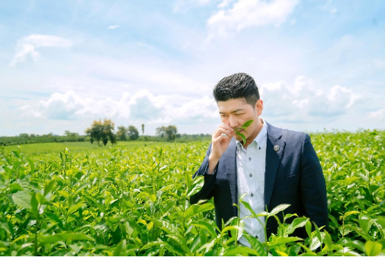 Lâm Đồng có nhiều tiềm năng để trở thành trung tâm trà của thế giới