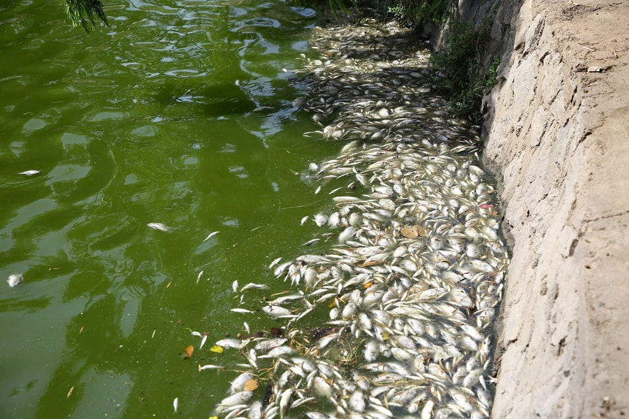 Quảng Trị: Cá chết hàng loạt, bốc mùi tại hồ Nam Lý
