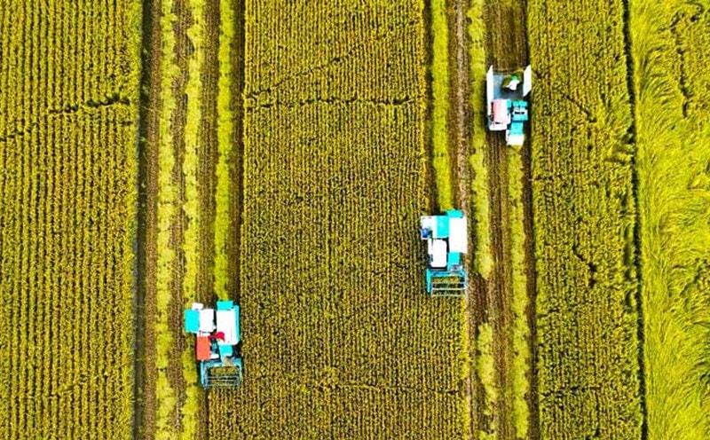 Triển khai Đề án 1 triệu héc-ta lúa chất lượng cao: Agribank nỗ lực thực hiện sứ mệnh