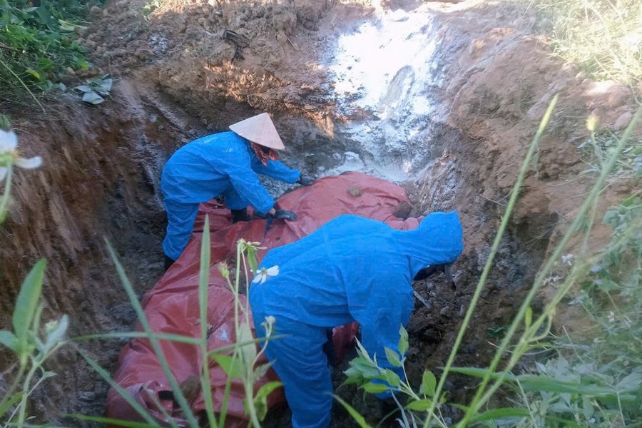 Quảng Trị: Thiết lập đường dây nóng hỗ trợ công tác phòng, chống Dịch tả lợn Châu Phi