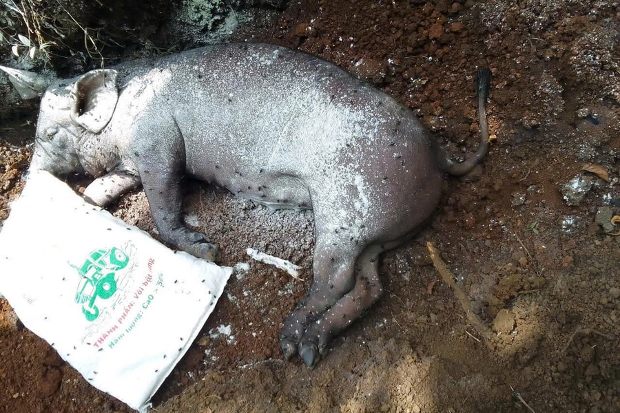 Quảng Trị: Gặp khó trong chống dịch tả heo Châu phi