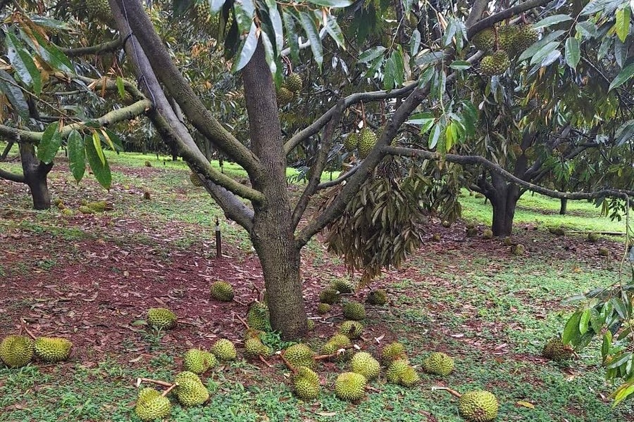 Lâm Đồng: Bão số 3 gây thiệt hại hơn 13 tỷ đồng