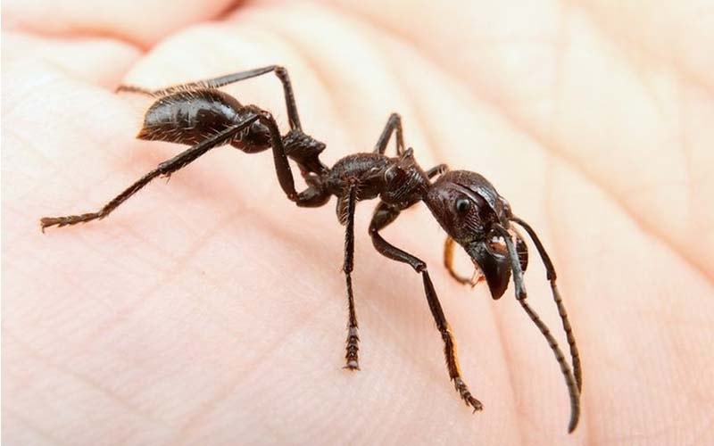 Suýt mất mạng vì 2 vết kiến đốt