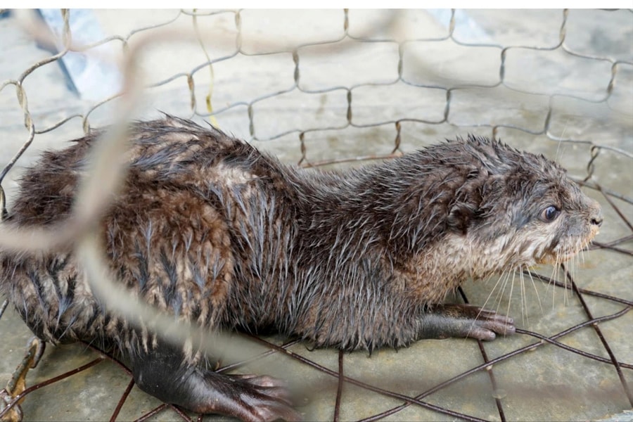 Quảng Trị: Phát hiện và giao nộp rái cá và tê tê cho cơ quan chức năng